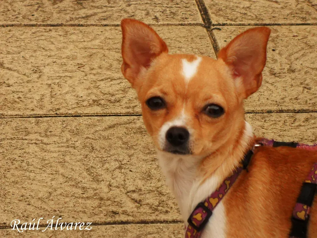 Pain And Health Issues Can Fuel Aggression (Image Credits: Flickr)