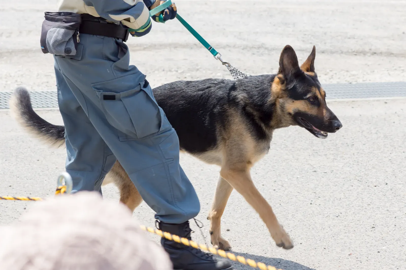 #2 - Unshakeable Focus Under Terrifying Conditions (Search and rescue dog, Japan Rescue Association, CC BY 2.0)