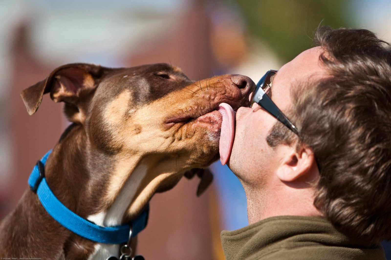 When Licking Becomes Excessive (Image Credits: Wikimedia)