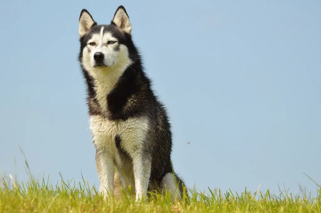 1. Wolf Spirit – Alaskan Malamute (Image Credits: Rawpixel)