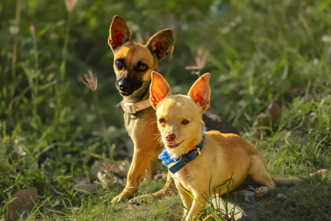 When Small Dog Syndrome Sneaks Up on You (Image Credits: Unsplash)
