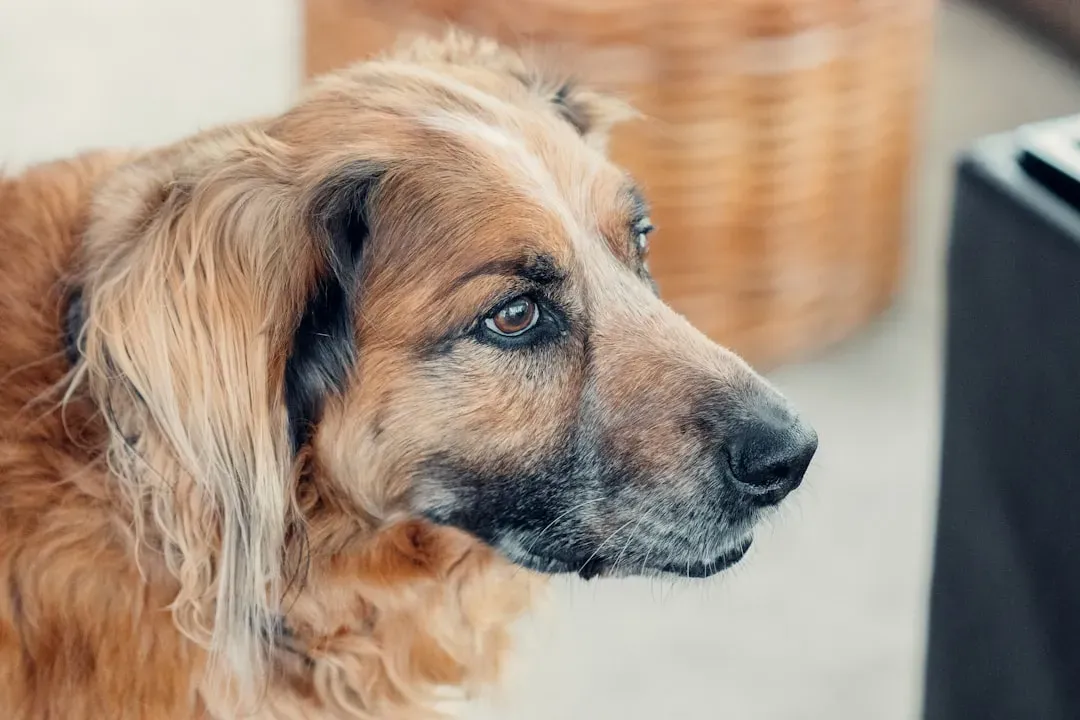 They Show Subtle Signs of Confusion (Image Credits: Unsplash)