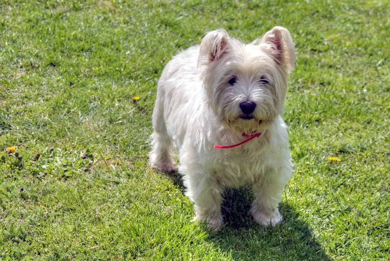 14. West Highland White Terrier: The Spirited Barker (Image Credits: Pixabay)