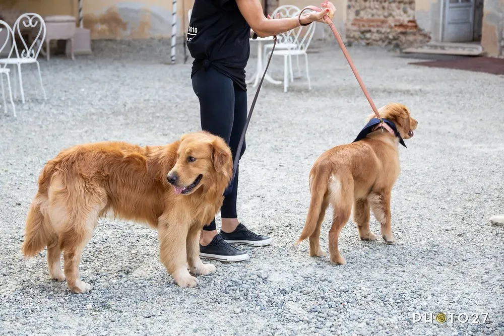 Virgo: The Hyper-Responsible Pet Planner Who Low-Key Runs a Dog Hospital (Image Credits: Flickr)