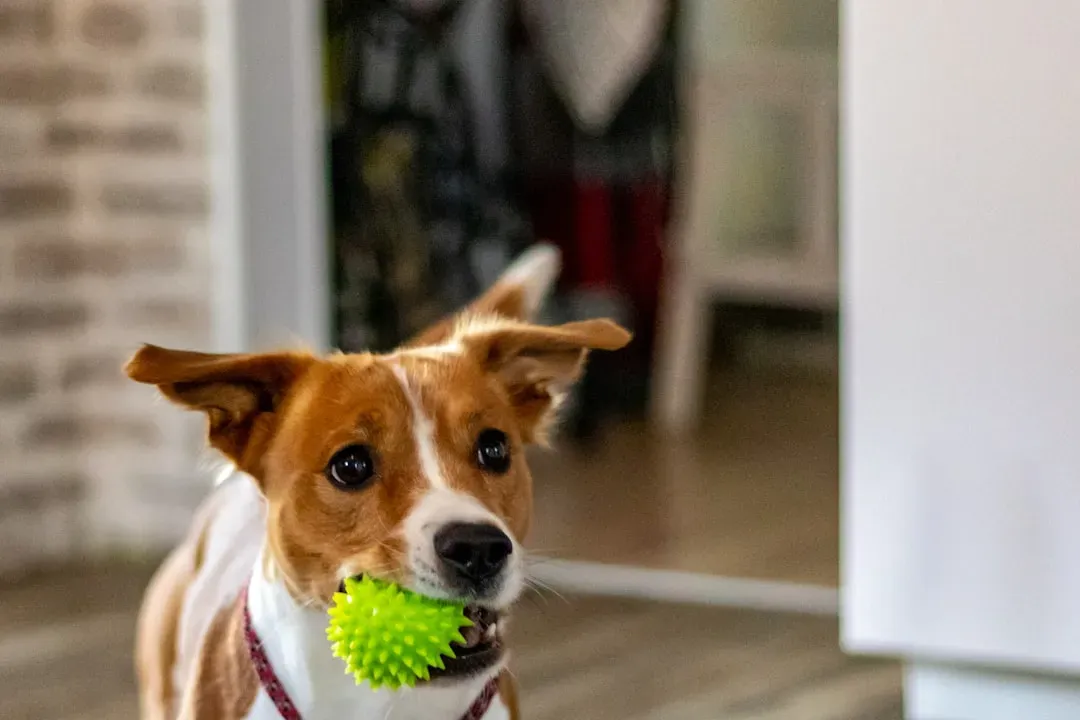 #8 - The Ball That Vanished Under the Couch (Image Credits: Unsplash)