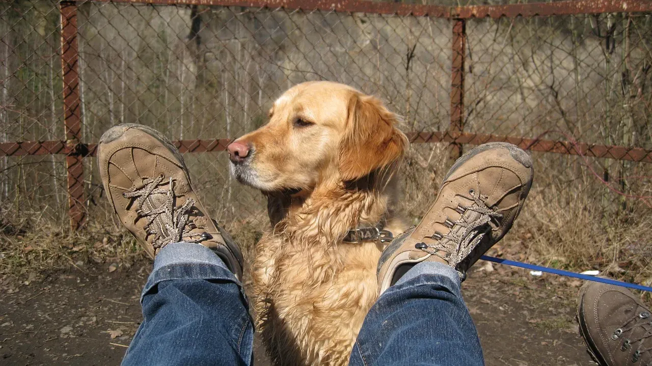 1. Golden Retriever: The Forever-Enthusiastic Trail Buddy (Image Credits: Pixabay)
