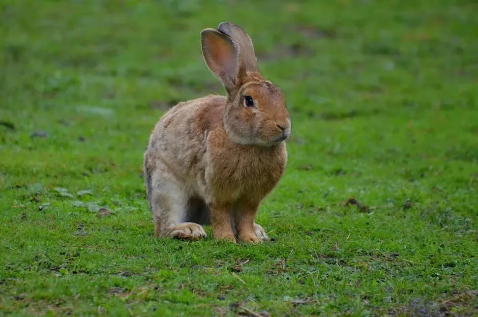 #6: Rabbit - The Quiet Whisperer (Image Credits: Pexels)