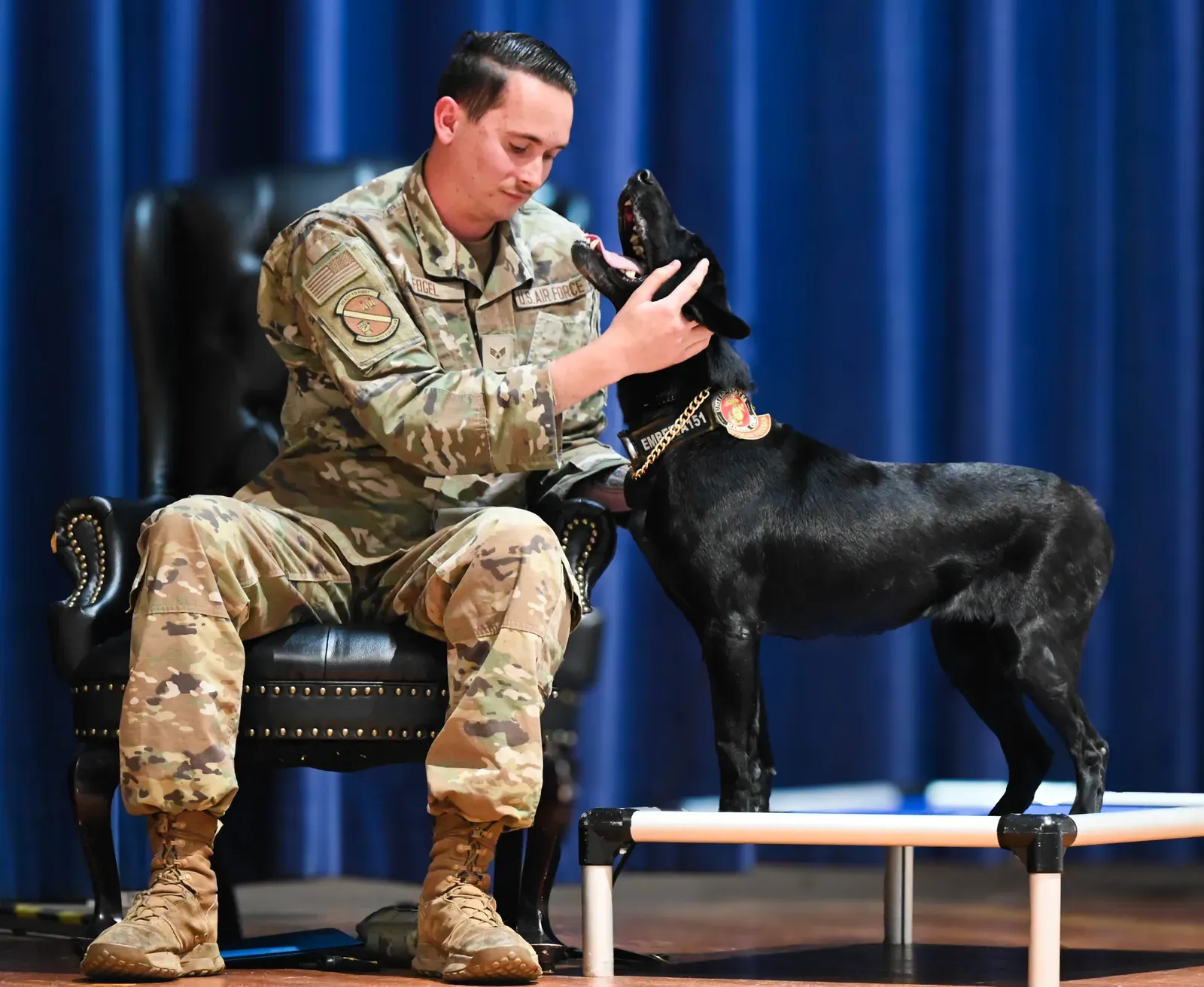 They Come With Life Skills That Save Your Sanity (Image Credits: Wikimedia)