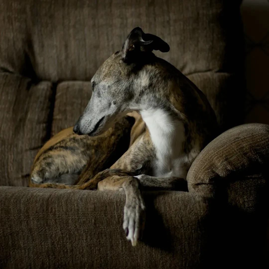 #17. Greyhound: The Gentle Introvert (Image Credits: Unsplash)