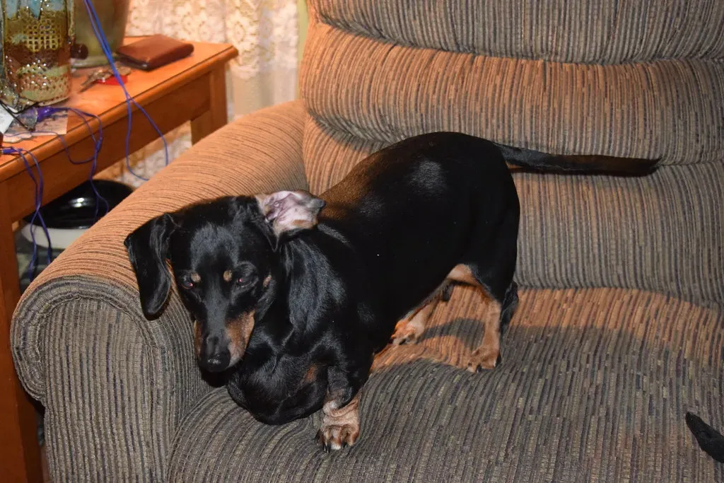 9. Audible Signs: Whimpering, Yelping, or Groaning (Tobyotter, Flickr, CC BY 2.0)