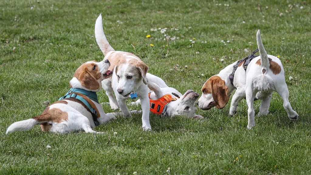 Beagles: The Original Pack Animals (Image Credits: Flickr)