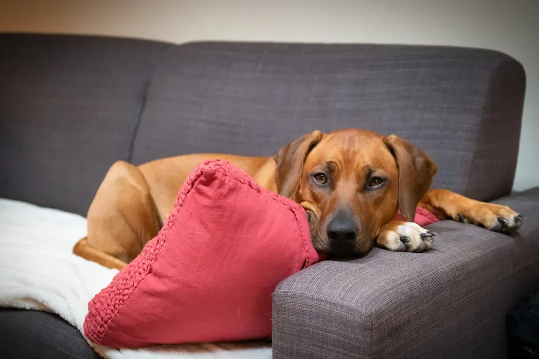 9. Rhodesian Ridgeback: Courage Backed by Lion-Hunting Instincts (Image Credits: Unsplash)