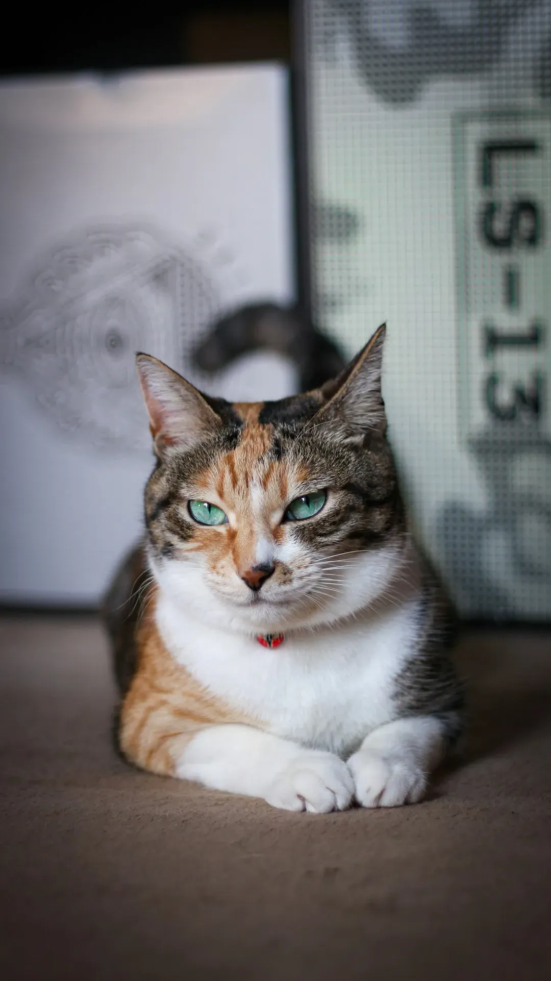 Final Thoughts: Your Stars, Your Cat (Image Credits: Unsplash)