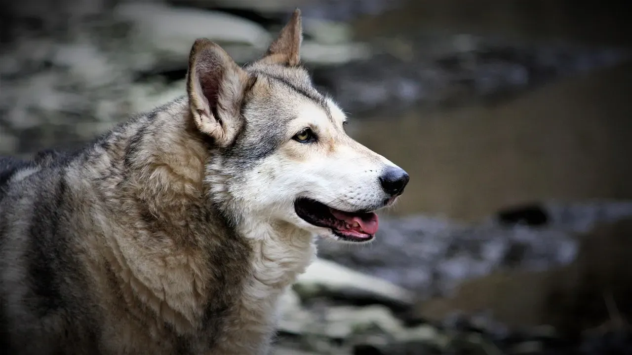 #9: Wolf Hybrid (Image Credits: Pixabay)