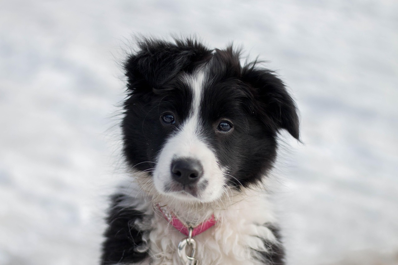 Collie: The Loyal Family Protector (Image Credits: Pixabay)