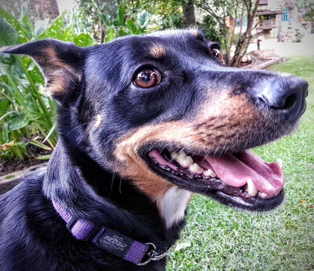 Reading the Room: How to Tell If Your Dog Is Truly Happy (FyreMael, Flickr, CC BY 2.0)