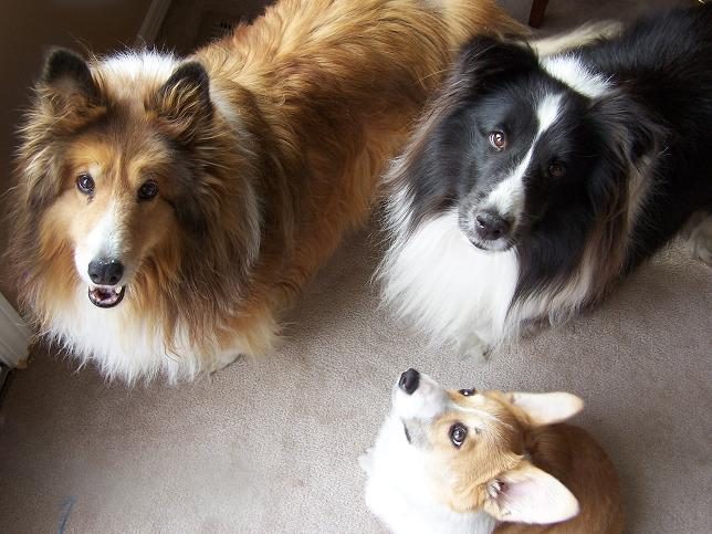 16. The Shetland Sheepdog: The Excitable Follower (Image Credits: Wikimedia)