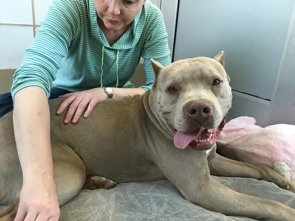 How Touch Therapy Actually Works on Anxious Dogs (Image Credits: Flickr)