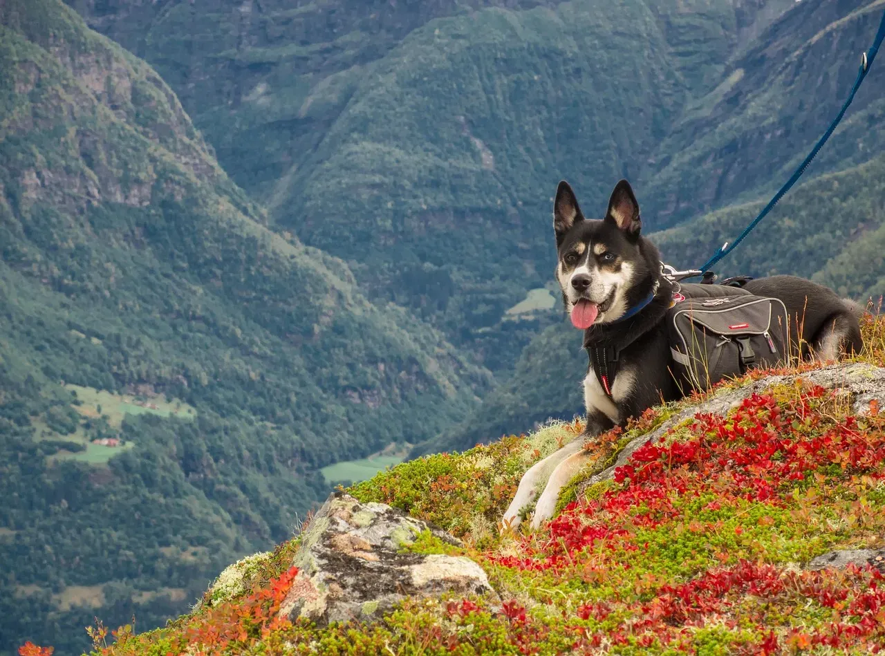 How Carrots Support Your Dog's Vision (Image Credits: Pixabay)