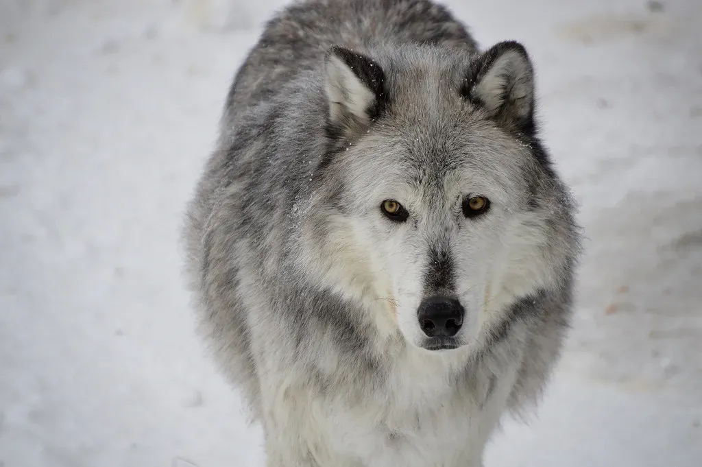 11. They Transformed Yellowstone Into a Living Classroom for the World (vandalenmike, Flickr, CC BY 2.0)