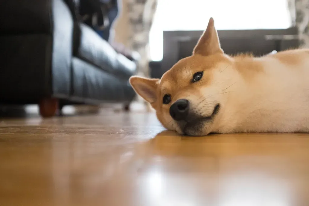 Shiba Inu - The Japanese Dog With Selective Hearing (Image Credits: Rawpixel)
