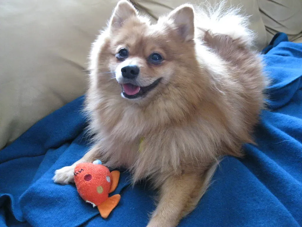 The Squeaker Seeker: What That Noisy Obsession Really Means (Image Credits: Flickr)