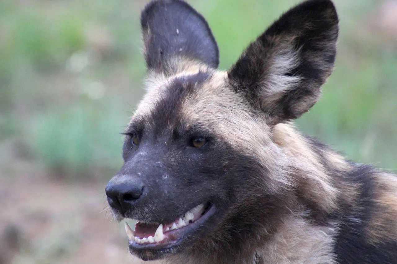 A Pack With a Plan: Coordination On a Different Level (Image Credits: Pixabay)