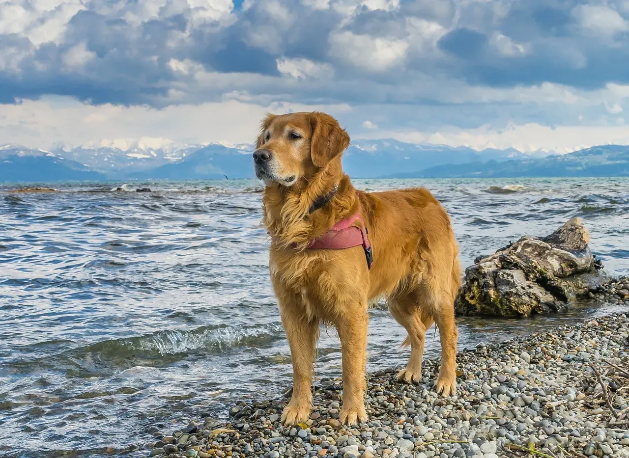 12. Golden Retriever: Born to Run Through Surf (Image Credits: Pixabay)
