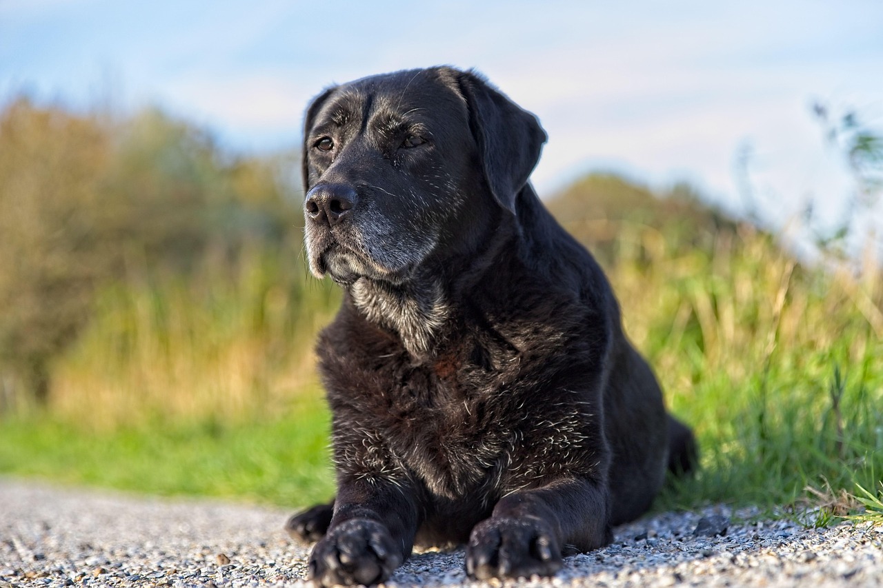The Labrador Retriever - Golden Years with Golden Hearts (Image Credits: Pixabay)