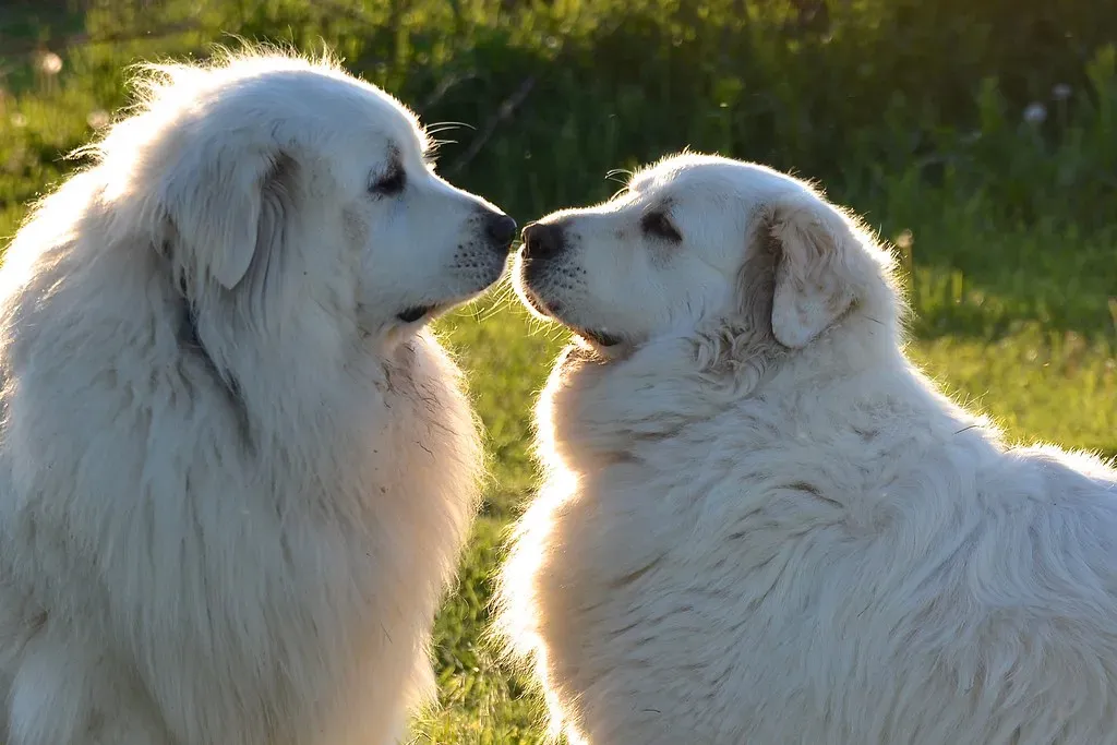 The Great Pyrenees: The Watchful Guardian (Image Credits: Flickr)