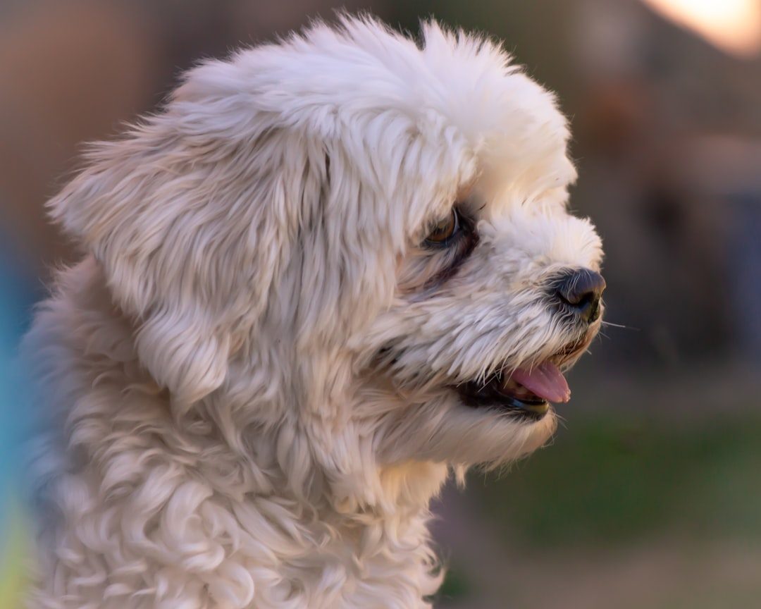 The Havanese: Sunshine Wrapped in Silk (Image Credits: Unsplash)