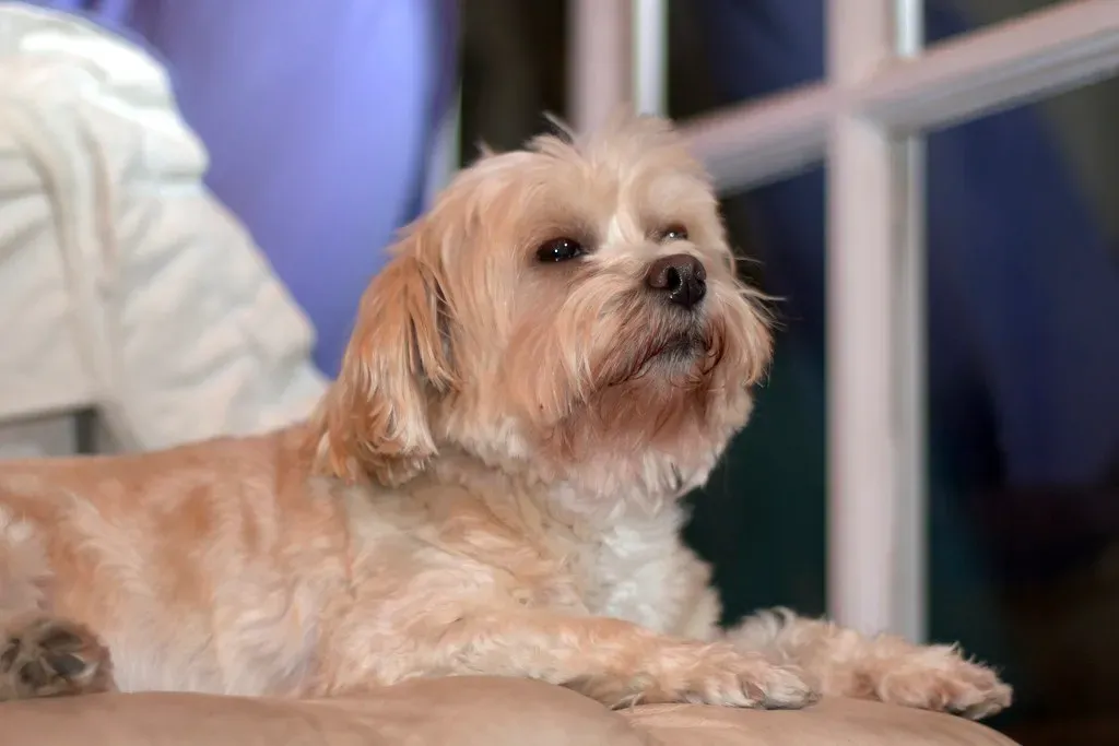 Foxglove: Stunning and Seriously Dangerous (Image Credits: Flickr)