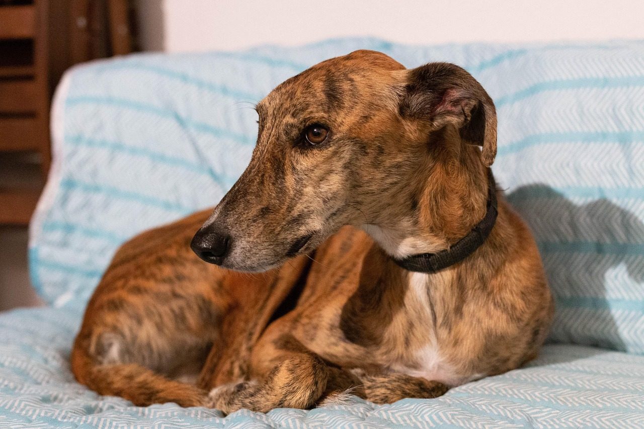 Greyhound - The Surprising Sprinter Who Prefers Sofas (Image Credits: Pixabay)