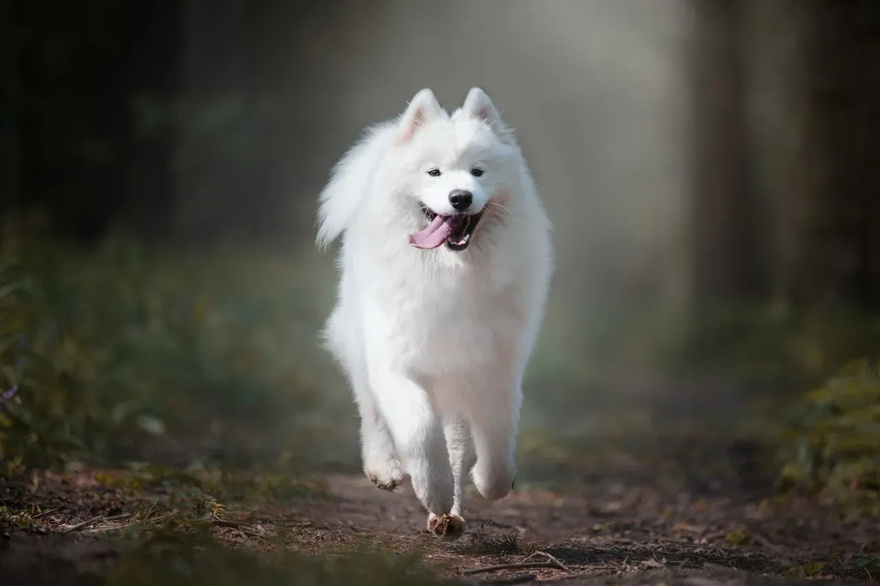 #13 - The Speed of the Approach (Image Credits: Pixabay)