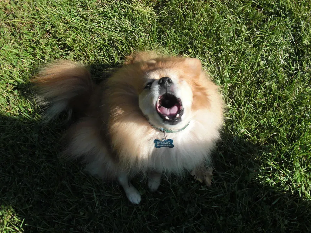 9. Pomeranians: The Fluffy Alarm Systems (Image Credits: Flickr)