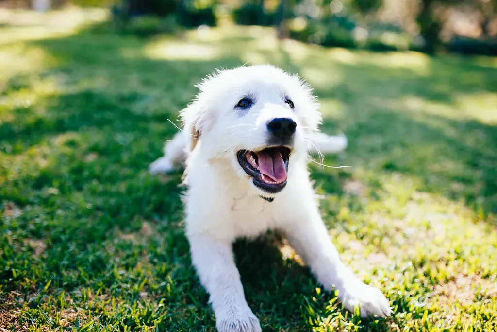 5. Maremma Sheepdog: Italy's White Guardian, Now at Home in the Desert (dave.see, Flickr, CC BY 2.0)