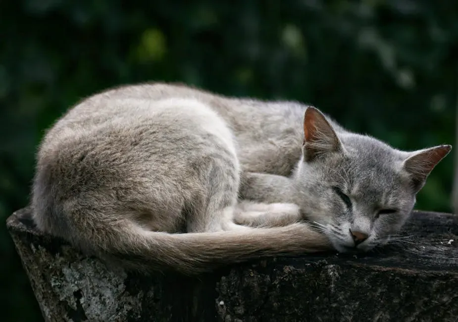 #3. Extreme Lethargy and Sleeping Through Everything (Image Credits: Pexels)