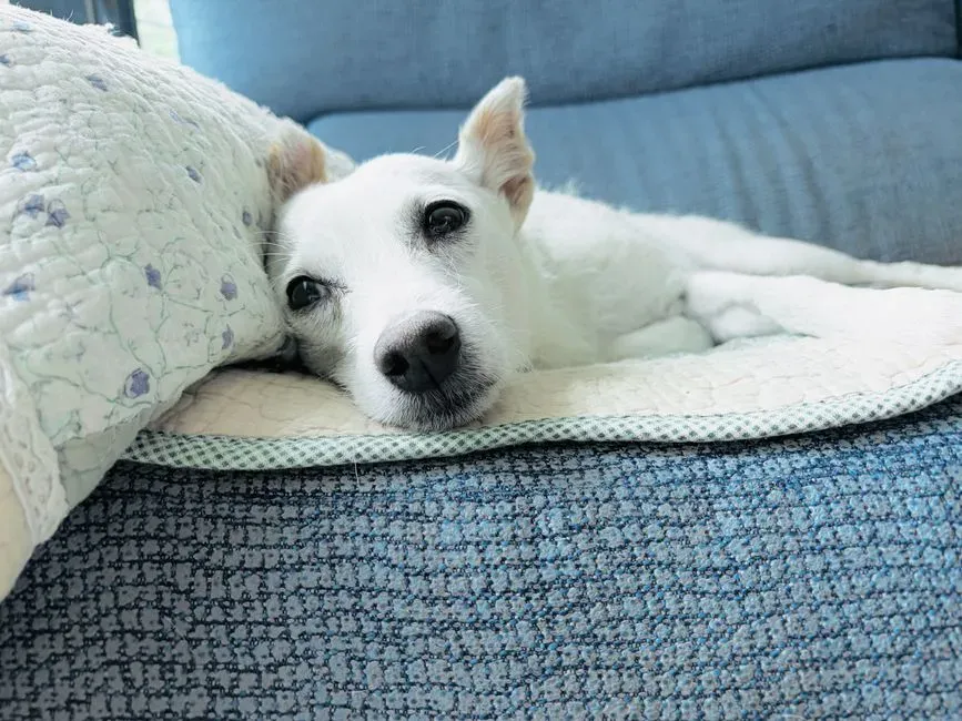 #13 - Demanding Couch Privileges They Never Had (Image Credits: Pexels)
