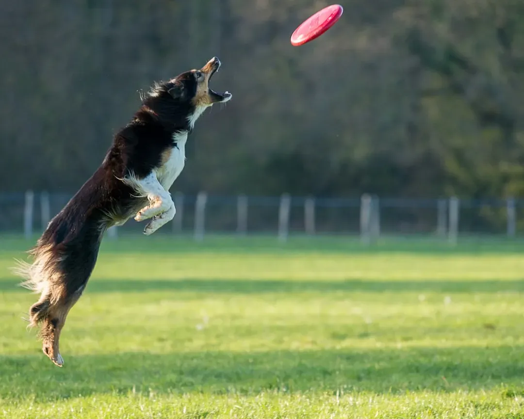 The Role of Play in Canine Life (Image Credits: Unsplash)