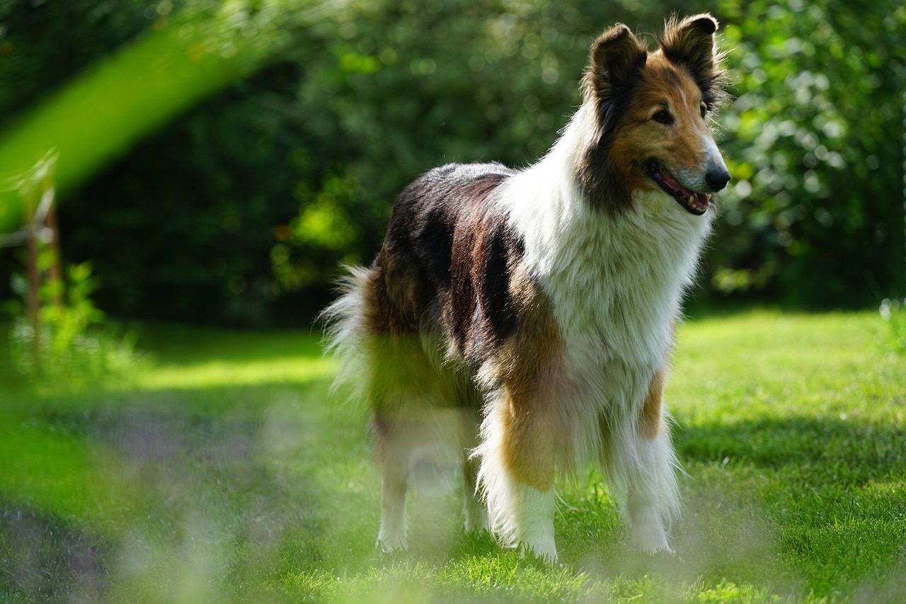 Collie: The Loyal Guardian and Gentle Teacher (Image Credits: Pixabay)