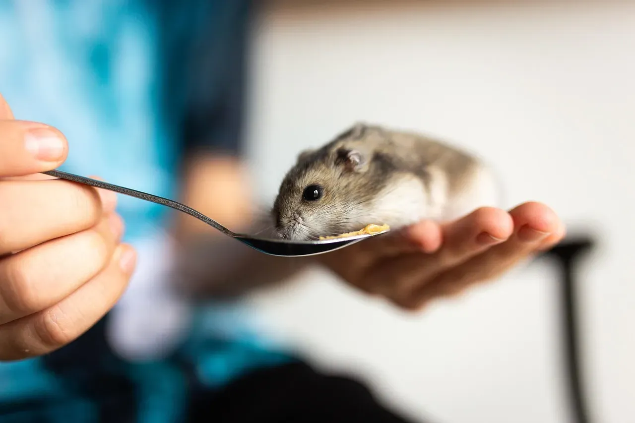 Final Thoughts: Small Animal, Real Needs (Image Credits: Pixabay)