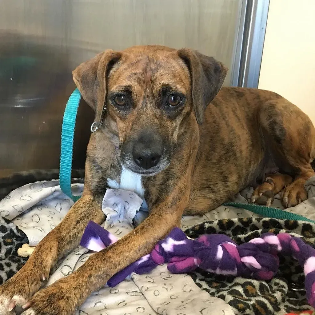 1. Never Run Away From the Dog (germanny, Flickr, CC BY-SA 2.0)