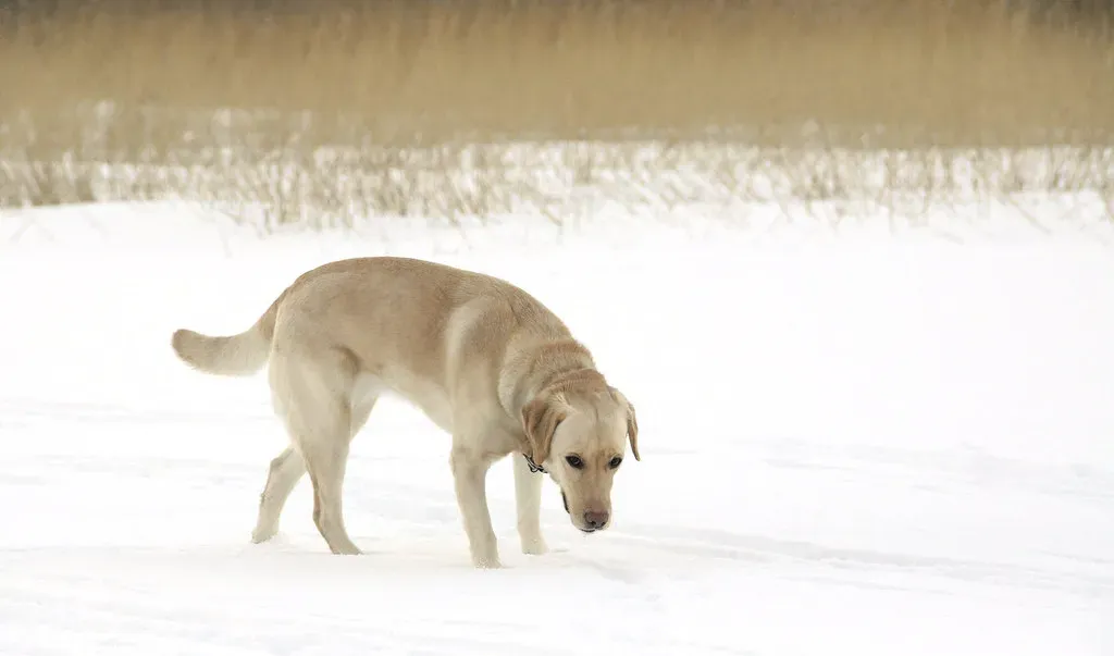 1. Labrador Retriever: The Calm Companion (Image Credits: Flickr)
