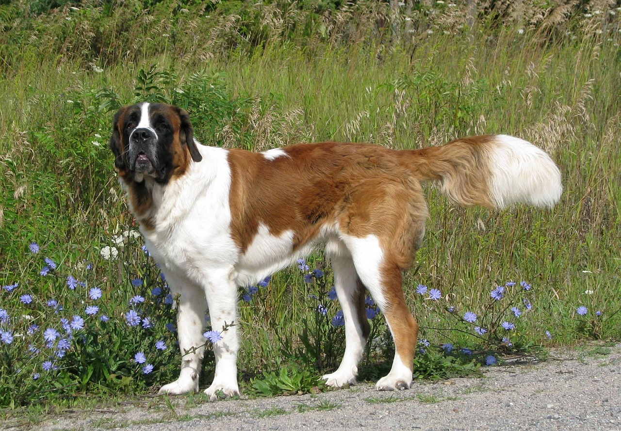 Capricorn Rising: The Reliable St. Bernard (Image Credits: Pixabay)