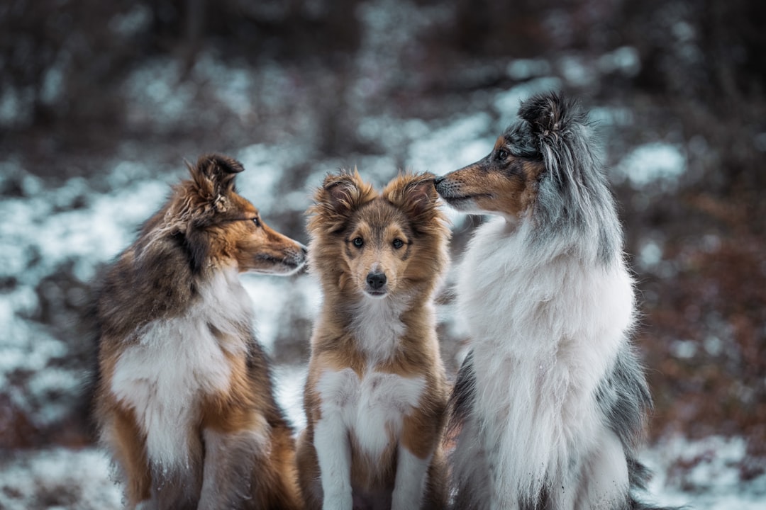 Pack Safety and Territory Marking (Image Credits: Unsplash)