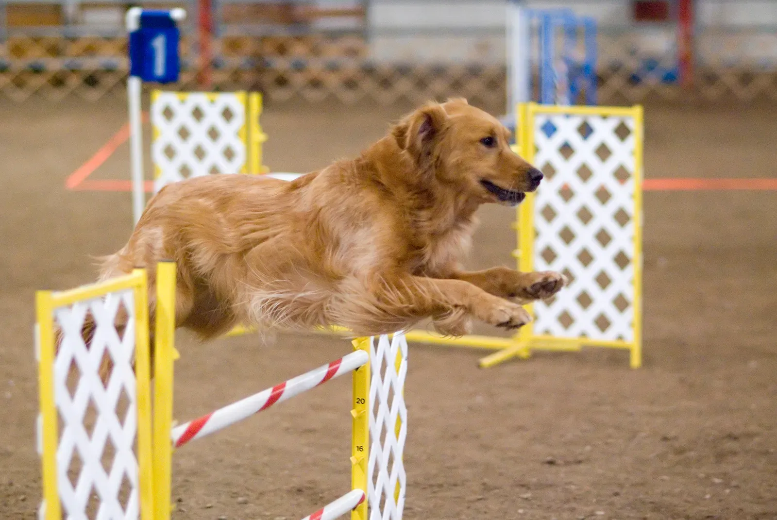 8. Golden Retriever - More Athlete Than Lap Dog (Image Credits: Wikimedia)