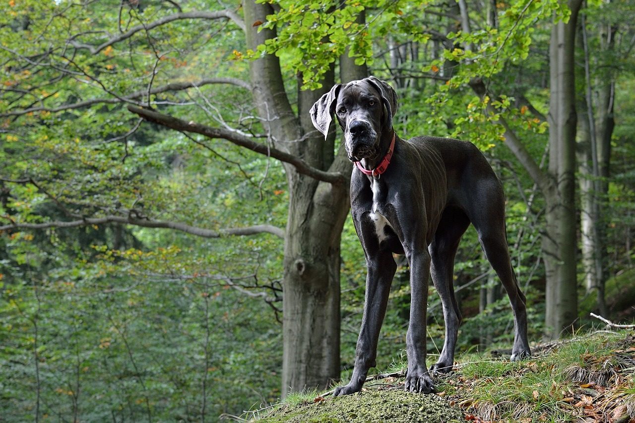 Great Dane: The Lovable Lapdog Who Forgot Their Size (Image Credits: Pixabay)