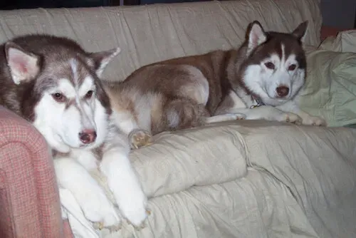 #1. Cancer and the Siberian Husky: A Recipe for Overwhelm (JSF539, Flickr, CC BY-SA 2.0)