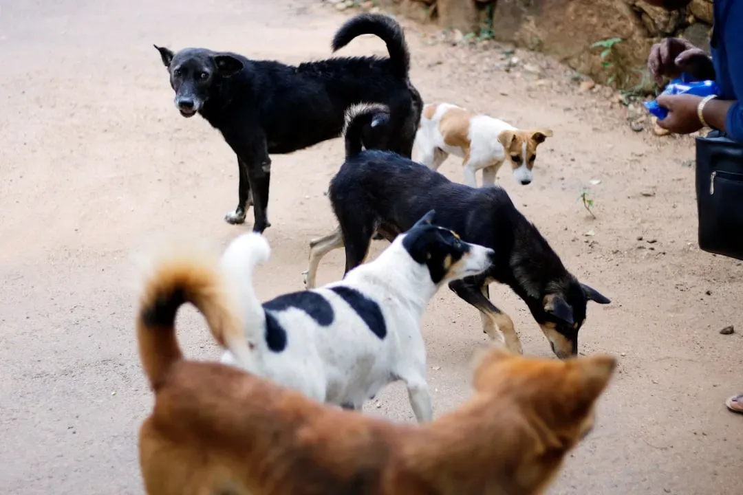 #13 - They Run Their Homes Like Low-Key Dog Sanctuaries (Image Credits: Unsplash)