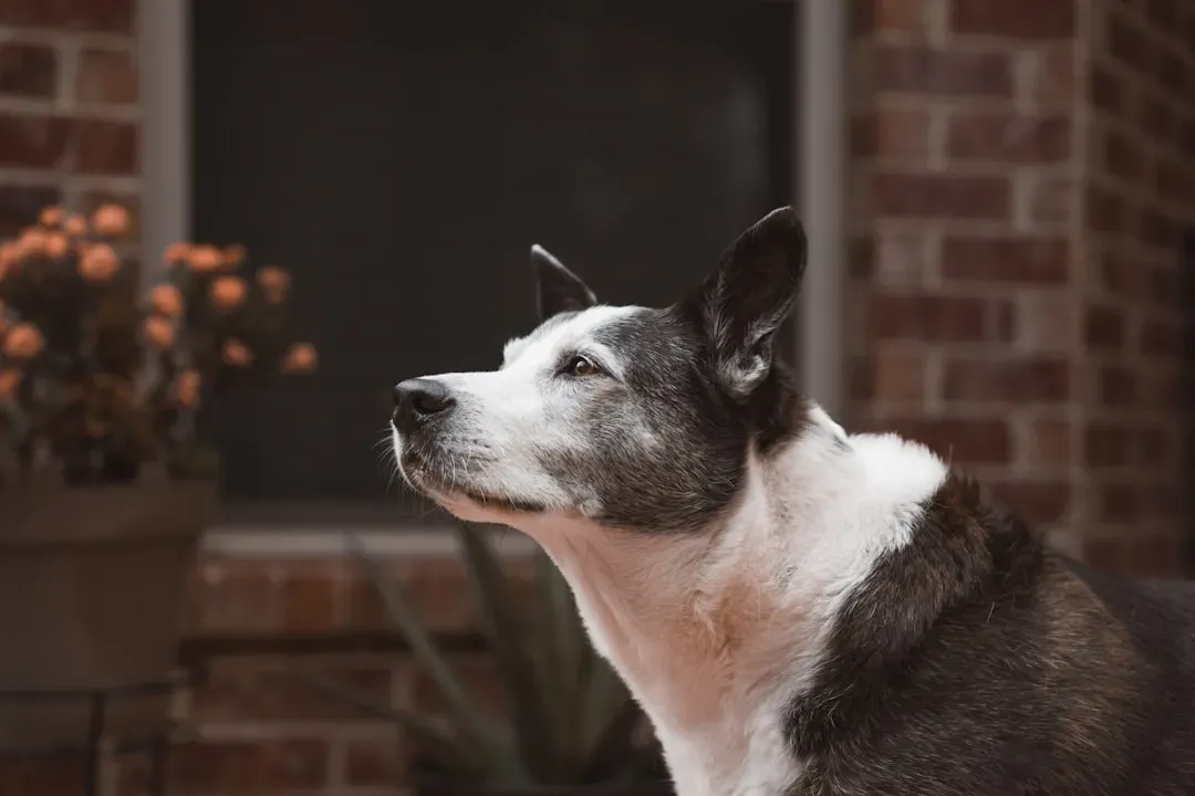 When the Stare Is a Warning Sign: Older Dogs and Cognitive Decline (Image Credits: Unsplash)